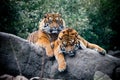 Two tigers on a rock in the wild Royalty Free Stock Photo