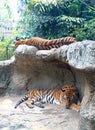 Two tigers sleep on a rock Royalty Free Stock Photo