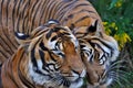 Close up of two tigers socialising; a tiger roaming around another tiger;