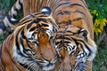 Two tigers socialising; a tiger roaming around another tiger; 