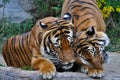 Two tigers socialising; a tiger roaming around another tiger; 