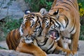 Two tigers socialising; a tiger roaming around another tiger;