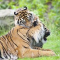 Two tigers together Royalty Free Stock Photo