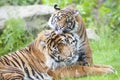 Two tigers together Royalty Free Stock Photo