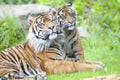 Two tigers together Royalty Free Stock Photo