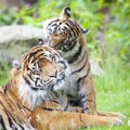 Two tigers together