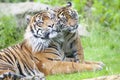 Two tigers together Royalty Free Stock Photo