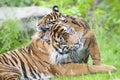 Two tigers together Royalty Free Stock Photo