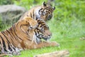 Two tigers together Royalty Free Stock Photo