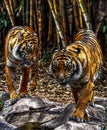 Two tigers walking on rocks