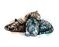 Two tigers yellow and white from a splash of watercolor Royalty Free Stock Photo