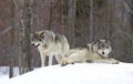 Timber wolves or grey wolves (Canis lupus) in the winter snow in Canada Royalty Free Stock Photo