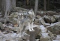Some Timber wolves or Grey Wolf Canis lupus portrait in the winter snow in Canada Royalty Free Stock Photo