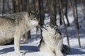 Two Timber wolves or grey wolves Canis lupus wolf pack isolated on white background playing in the winter snow in Canada Royalty Free Stock Photo