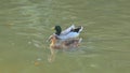 Two tiny ducks floating in the canal