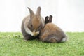 Two tiny furry baby rabbit bunny brown white sitting together on the green grass. Adorable baby bunny clan body playful on the