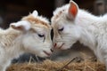 two tiny goats head-butting each other in playful contest of strength Royalty Free Stock Photo