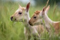 two tiny goats head-butting playfully in field of tall grass Royalty Free Stock Photo