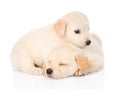 Two tiny golden retriever puppy. on white background