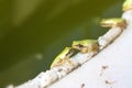 Green Frogs kissing in the lake Royalty Free Stock Photo