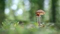 Two Tiny Mushrooms Royalty Free Stock Photo