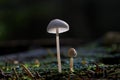 Two tiny mushrooms, Mycena species