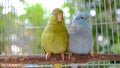 Two tiny parrots on wood with bokeh background