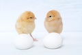 Two tiny pretty chicken and eggs Royalty Free Stock Photo