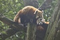 Two tiny red pandas climbing in tree trunks