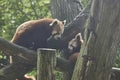 Two tiny red pandas climbing in tree trunks