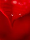 Two tiny water drops sit artistically on petal of red pointsettia Royalty Free Stock Photo