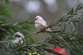 Two tiny finches perched on a tree limb