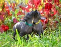 Two tiny Xoloitzcuintle Mexican Hairless Dog puppies in beautiful garden on background