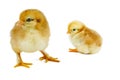 Two tiny yellow-brown chickens.Set