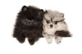 Two tiny Zwerg Spitz puppies on white Royalty Free Stock Photo