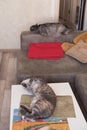 Two tired cats sleep in home apartments