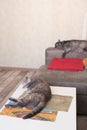 Two tired cats sleep in home apartments