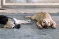 Two puppies are sleeping on a pavement on a street. Royalty Free Stock Photo