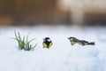 Two tit birds walk on white snow in a spring Park next to lilac flowers risen snowdrops crocuses Royalty Free Stock Photo