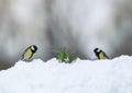 Two tit birds walk on white snow in a spring Park next to lilac flowers risen snowdrops crocuses Royalty Free Stock Photo