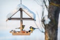 Two tit in the snowy winter bird feeder