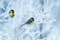 Two titmice birds perch on branches covered in white snow in the winter Christmas garden Royalty Free Stock Photo