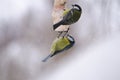 Two titmouse Parus and Cyanistes caeruleus eat fat.