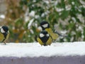 Two titmouse on a snowy table in the winter Royalty Free Stock Photo