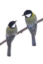 Two titmouse Royalty Free Stock Photo