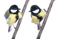 Two titmouse Royalty Free Stock Photo
