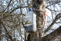 Two tits sit on a makeshift feeder and eat seeds. Winter Bird Help Concept Royalty Free Stock Photo