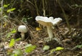 Gilled Mushroom, Sandy Creek Nature Center