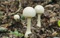 Gilled Mushroom, Sandy Creek Nature Center
