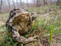 Two Toads 3 Royalty Free Stock Photo